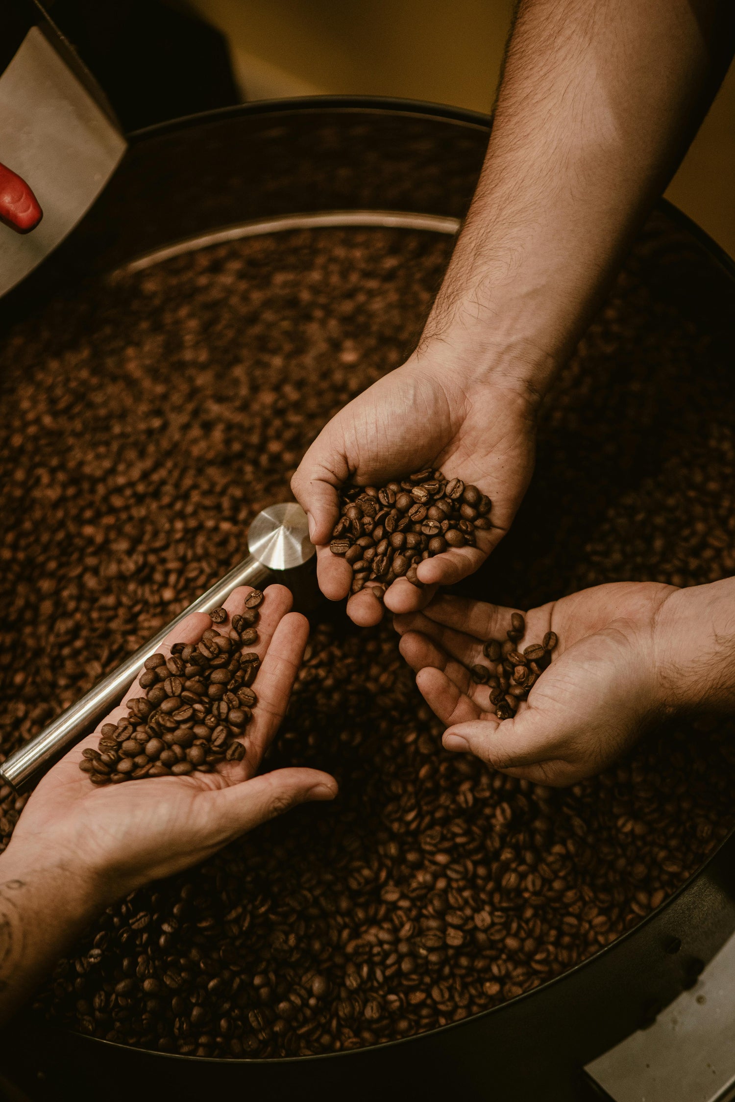 Three hands holding coffee beans above a large pile of coffee beans.